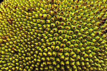 Macro shot of a texture of a tropical and exotic fruit called Jackfruit. Thai fruit very sought after, juicy and rich in vitamins