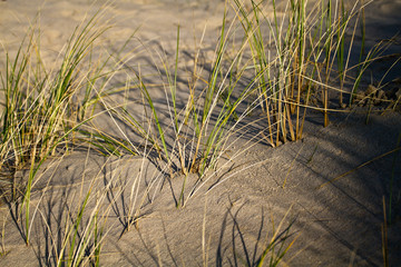Strand, Dünen, niederländische Nordseeküste