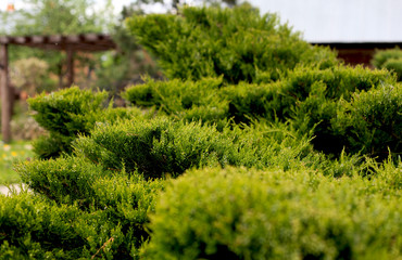 Cossack juniper ( lat. Juniperus sabina). Shearing of the juniper with gardening scissors, Soft focus. Garden art/ design/ landscape. Topiary. Blurred background with juniper.