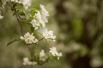 white Apple flowers in spring
