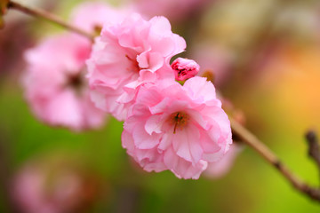 The cherry blossom