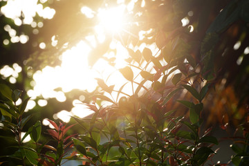 Leafs silhouette, sunray backlight..Sunlight effect through  brush cherries leafs at sunset ,used...