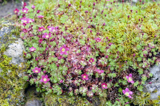 Saxifrage Mossy Pink with cup-shaped bright and soft-pink blossom flowers growing on wet mossy stones in a rock garden during spring