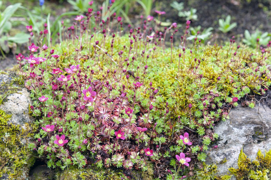 Saxifrage Mossy Pink with cup-shaped bright and soft-pink blossom flowers growing on wet mossy stones in a rock garden during spring
