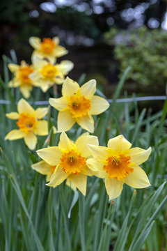 Yellow blossom flowers of Trumpet Daffodil or Narcissi with orange red corona cup in a garden during