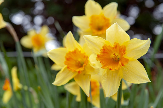 Yellow blossom flowers of Trumpet Daffodil or Narcissi with orange red corona cup in a garden during