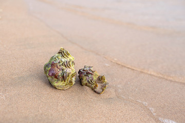 Sea shell on the sandy beach