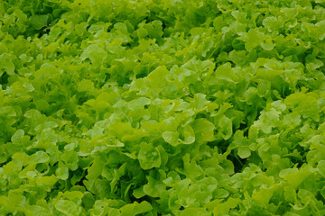 Organic green oak lettuce vegetable in the farm