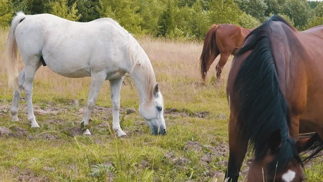 Beautiful gey white, bay and chestnut horses eating grass together on the field during summer day in 4K