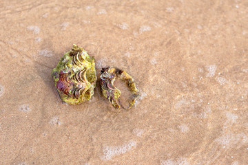 Sea shell on the sandy beach