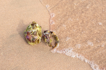 Sea shell on the sandy beach