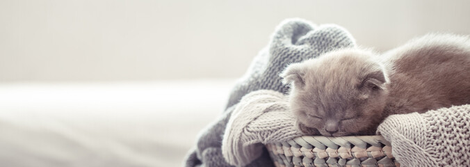 Obraz premium kotek w koszyku