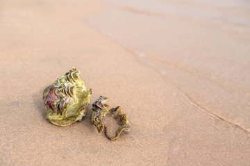 Sea shell on the sandy beach