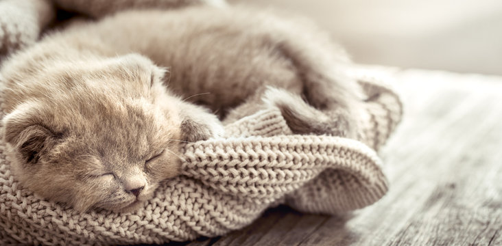 kitten sleeps on a sweater