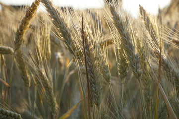 Fototapeta premium Weizen vorm Sonnenlicht