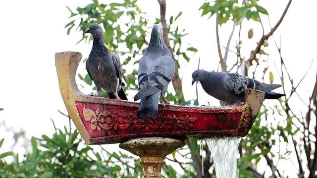 Pigeons drink from the decorative fountain.