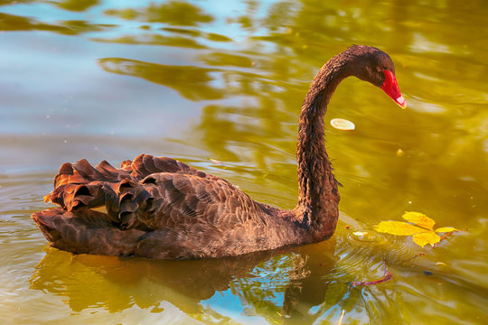 Black swan