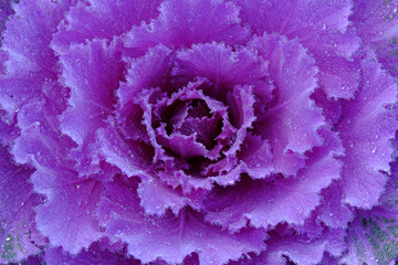 Close up of Beautiful cabbage in the morning