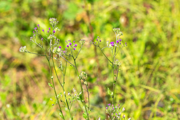 Wildflowers in the field, Bagan, Myanmar. Close-up.