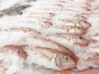 Ornate threadfin bream (Sharptooth snapper) fish freezing in the ice of fish shelf fresh market....