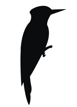 Black silhouette. Woodpecker bird. Flat cartoon character design. Black bird icon. Cute woodpecker template. Vector illustration isolated on white background
