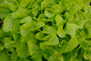Fresh green oak lettuce in the morning ,Close up