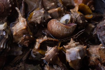 Sea snail,close up