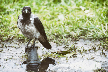 Black Crow Standing On An Irrigation Post