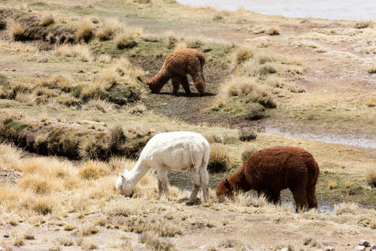 Alpacas in Andes