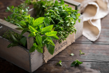Mixed summer fresh herbs on rustic wooden background, copy space