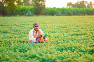 Indian farmer at the chickpea field