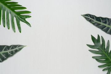 Real tropical leaves on white wooden background. Botanical nature concepts. flat lay top view.