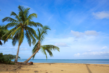 Palm trees on white tropical beach © Swetlana Wall