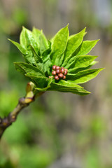 European bladdernut