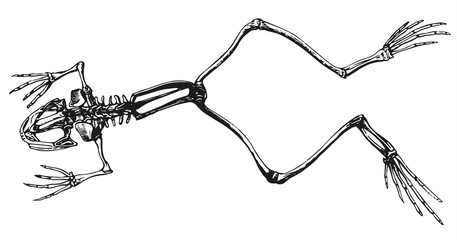 Obraz premium Szkielet żaby #vector #isolated - Frosch Skelett