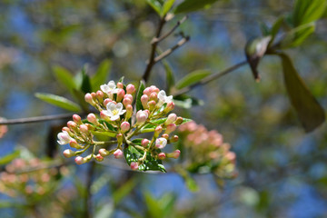 Korean spice viburnum