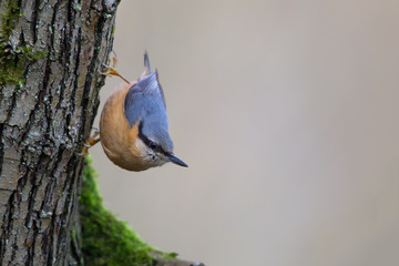 Kleiber (Sitta europaea) sitzt an einem Baumstamm im Naturschutzgebiet Mönchbruch bei Frankfurt,...