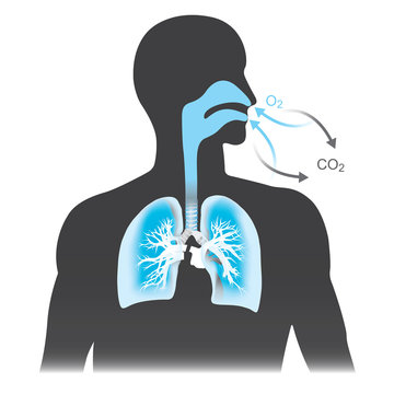Respiration Images – Browse 16,062 Stock Photos, Vectors, and Video ...