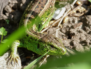watchful green-brown male lizard ordinary (Lacerta agilis), close-up