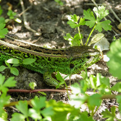 green-brown male lizard ordinary (Lacerta agilis) in thickets of young parsley, profile view, close-up