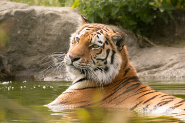 Bengal tigeress laying in water with his head up looking away from the camera in Paradise wildlife park, Broxbourne