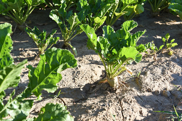 agriculture secheresse terre culture