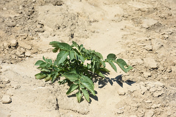 agriculture secheresse terre culture