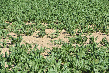 agriculture secheresse terre culture