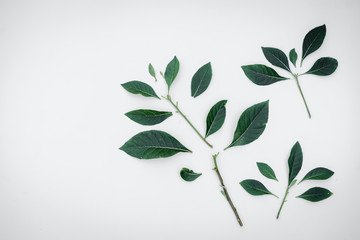 Green tree leaves and branches isolated on white background