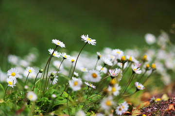 many small white daisies grow on a grassy slope in Gatchina Park. Russia.