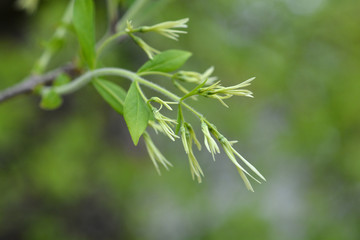 Fringetree flowers