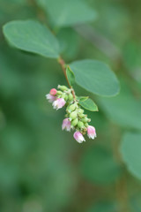 Coralberry flowers