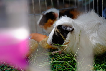 Two white rabbit in a cage with corn. Selective focus.