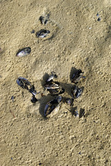 Nahaufnahme (Draufsicht) von Miesmuschelschalen im nassen Sand, Ostseeküste in der Wismarer Bucht bei Zierow